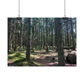 Forest Path Poster - Mossy Pine Woodland Wall Art