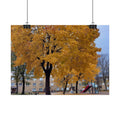 Autumn Maple Poster – Golden Fall Tree Wall Art